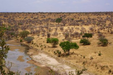 Tanzanya 'daki Serengeti Milli Parkı