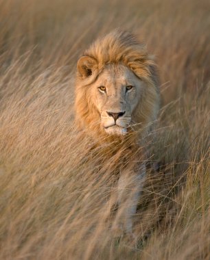 Tanzanya 'daki Serengeti Milli Parkı