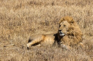 Tanzanya 'daki Serengeti Milli Parkı