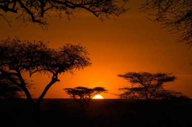 Serengeti National Park in Tanzania clipart