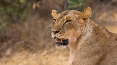 Tanzanya 'daki Serengeti Milli Parkı