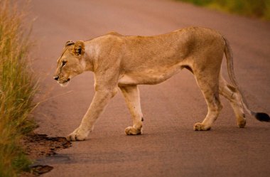 Tanzanya 'daki Serengeti Milli Parkı