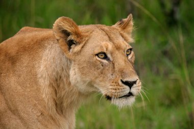 Tanzanya 'daki Serengeti Milli Parkı