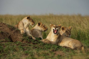 Tanzanya 'daki Serengeti Milli Parkı