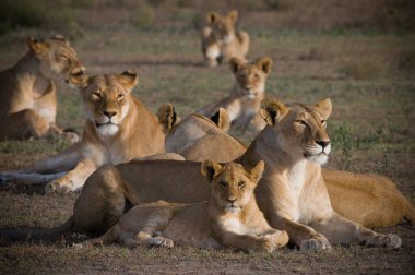 Tanzanya 'daki Serengeti Milli Parkı