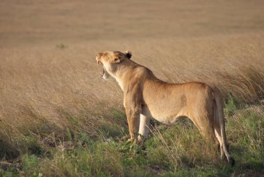 Tanzanya 'daki Serengeti Milli Parkı
