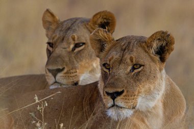 Tanzanya 'daki Serengeti Milli Parkı