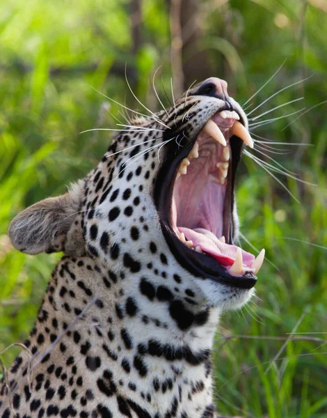 Leopárd Afrikai Szavannában — Stock Fotó