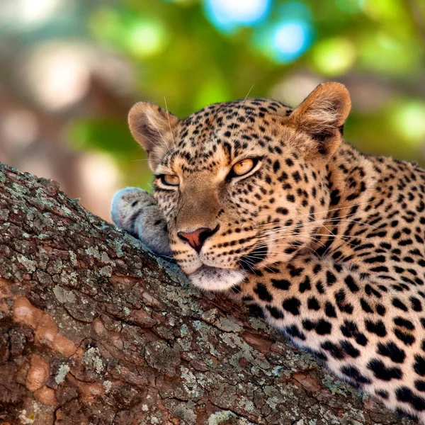 Леопард Африканській Савані — стокове фото