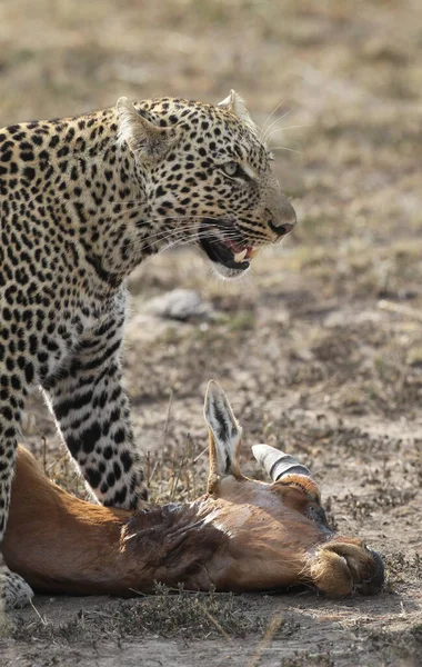 Leopard Den Afrikanska Savannen — Stockfoto