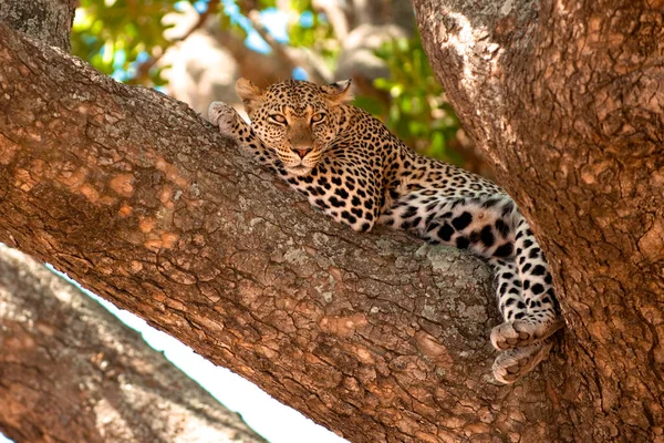 Leopardo Savana Africana — Fotografia de Stock