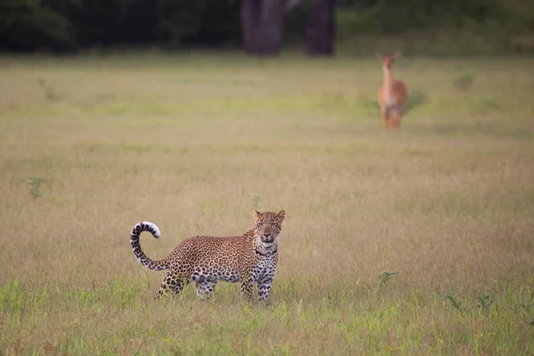 Leopardo Savana Africana — Fotografia de Stock