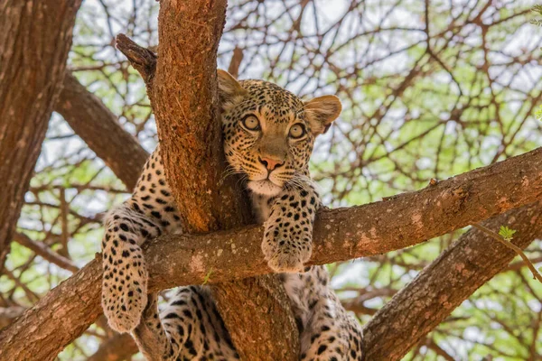 Afrika savanındaki leopar.