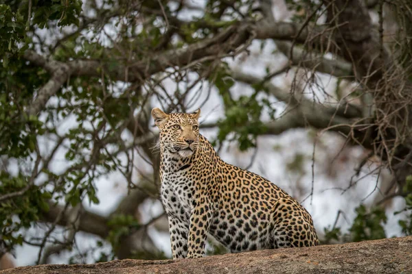 Leopardo Sabana Africana — Foto de Stock