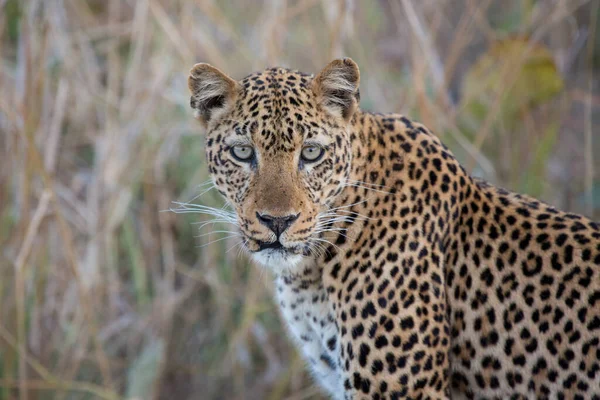Leopardo Sabana Africana — Foto de Stock