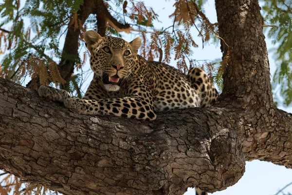 Leopardo Nella Savana Africana — Foto Stock