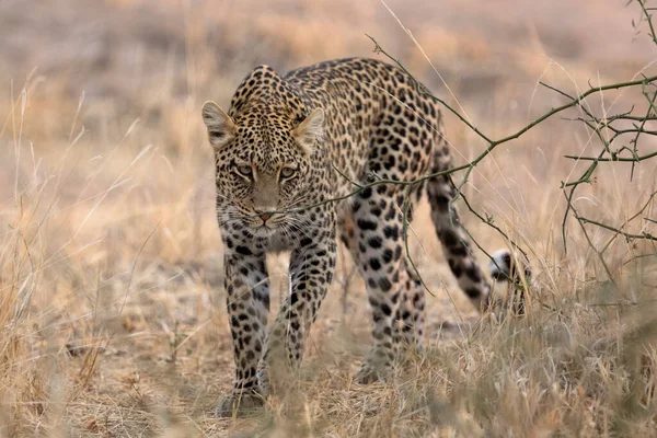 Leopardo Sabana Africana — Foto de Stock