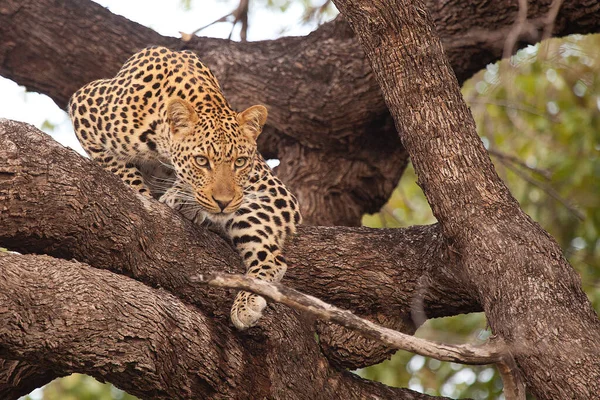 Afrika savanındaki leopar.