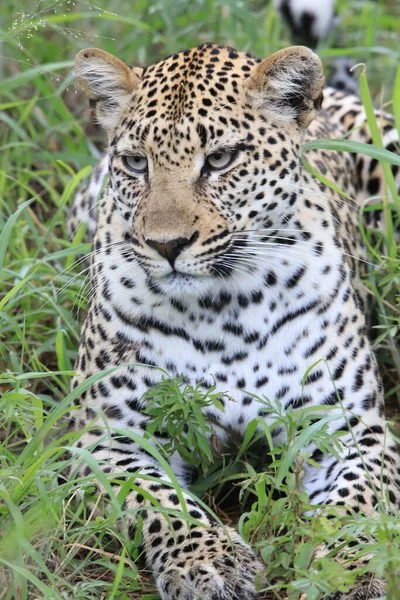 Leopard African Savannah — Stock Photo, Image