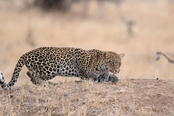 Leopard Den Afrikanska Savannen — Stockfoto