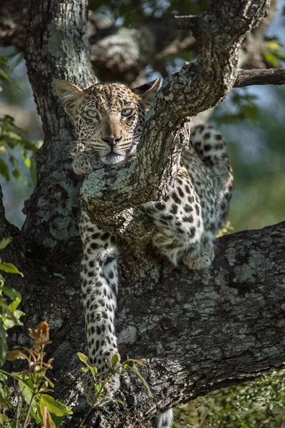 Leopardo Savana Africana — Fotografia de Stock