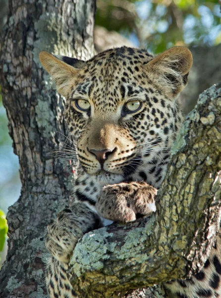Леопард Африканской Саванне — стоковое фото