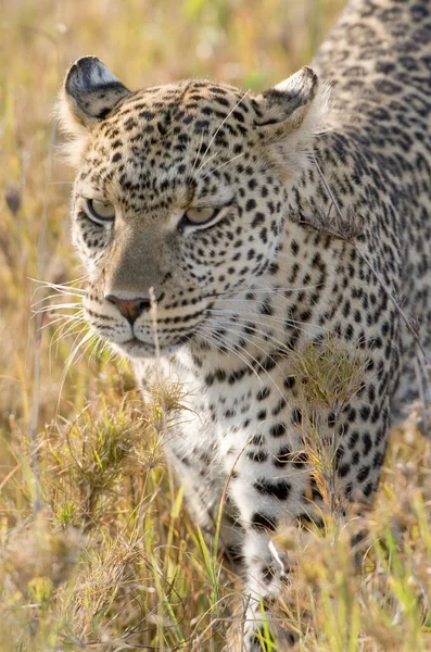 Leopardo Savana Africana — Fotografia de Stock