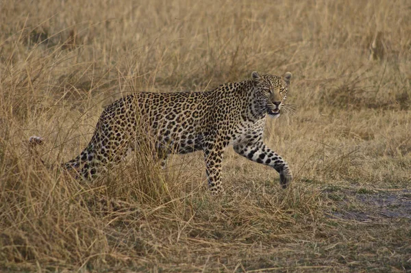 Леопард Африканской Саванне — стоковое фото
