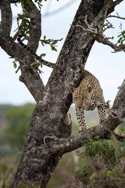 Leopardo Savana Africana — Fotografia de Stock