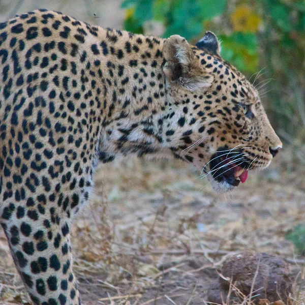 Luipaard Afrikaanse Savanne — Stockfoto