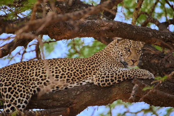 Leopard African Savannah — Stock Photo, Image