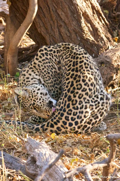 Λεοπάρδαλη Στην Αφρικανική Σαβάνα — Φωτογραφία Αρχείου