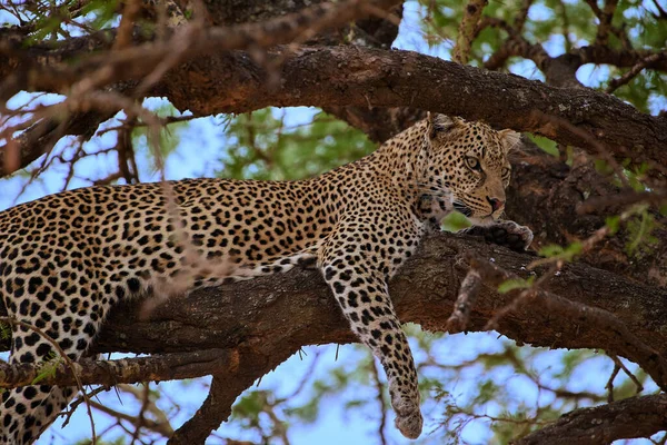 Leopardo Nella Savana Africana — Foto Stock