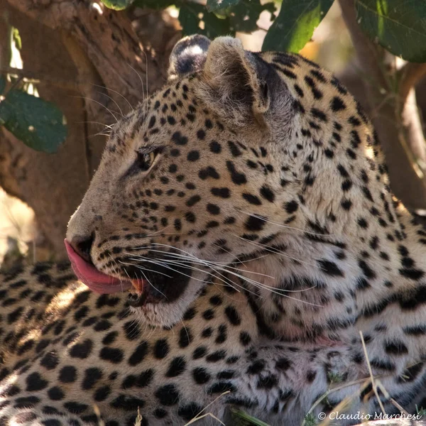 Leopard Africké Savaně — Stock fotografie