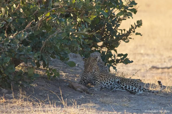 Afrika Savanındaki Leopar — Stok fotoğraf