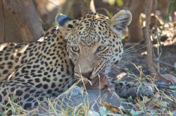 Leopardo Savana Africana — Fotografia de Stock