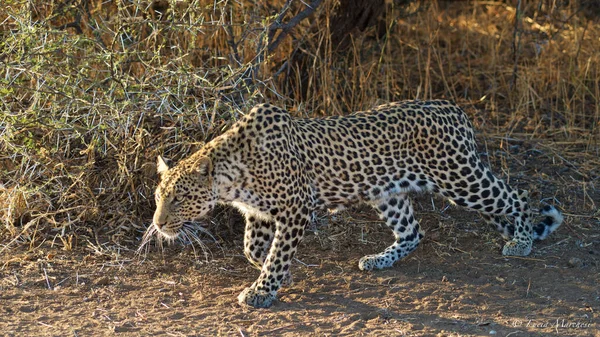 Leopardo Sabana Africana — Foto de Stock