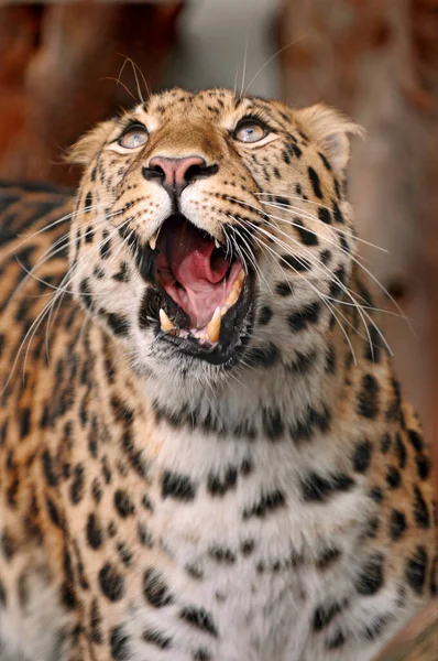 非洲大草原上的豹子 — 图库照片