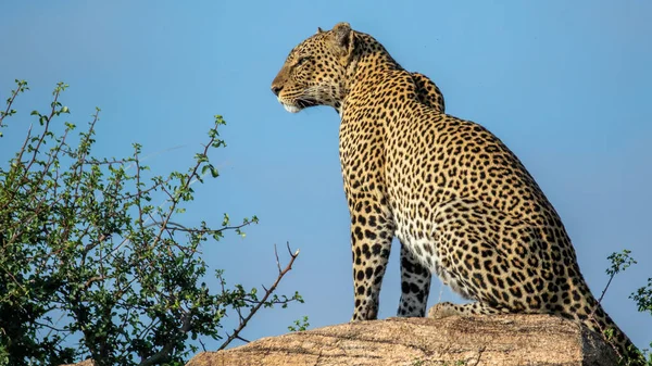 Luipaard Afrikaanse Savanne — Stockfoto