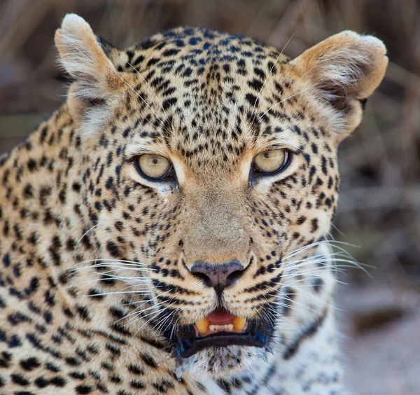 Táj Ruaha Nemzeti Park — Stock Fotó