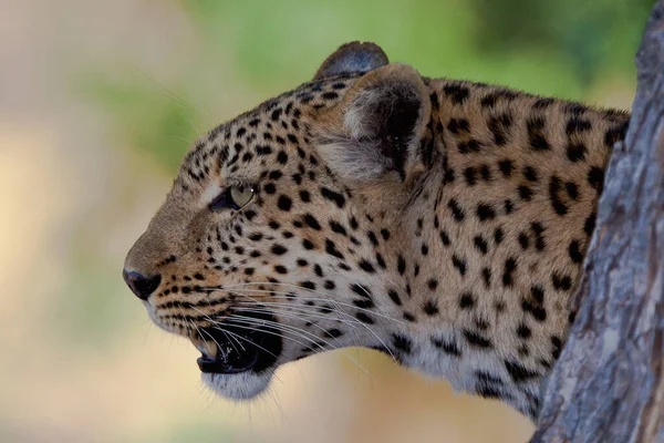 Landscape Ruaha National Park — Stock Photo, Image