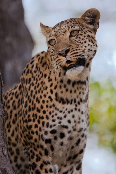 Landscape Ruaha National Park — Stock Photo, Image