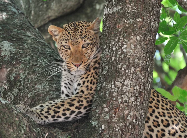 Paisagem Parque Nacional Ruaha — Fotografia de Stock