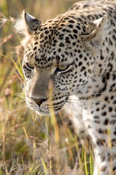 Paisagem Parque Nacional Ruaha — Fotografia de Stock