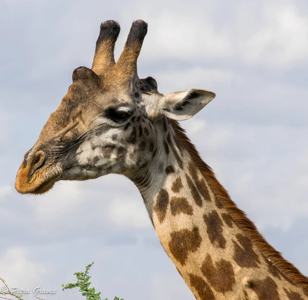 Жираф Дикой Природе Восточная Африка — стоковое фото