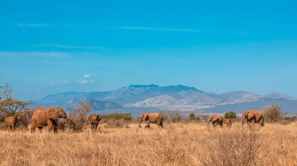 Paisaje Del Parque Nacional Ruaha — Foto de Stock