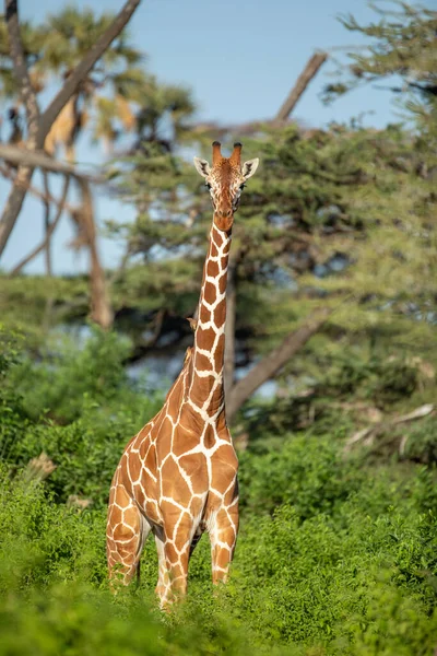 Giraffe Wild East Africa — Stock Photo, Image