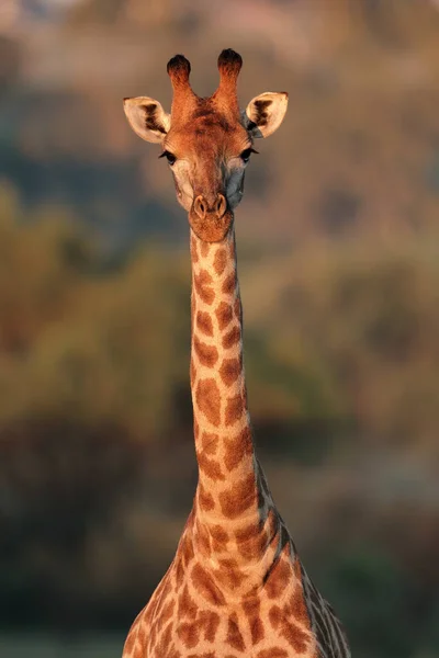Giraffe Freier Wildbahn Ostafrika — Stockfoto