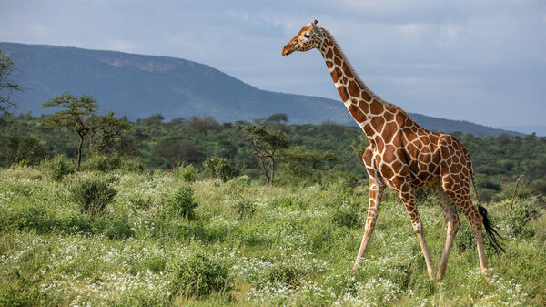Жираф в дикой природе, Восточная Африка