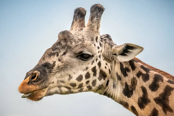 Zsiráf Vadonban Kelet Afrika — Stock Fotó